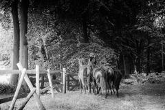 PP_2025-2100-sfx-web